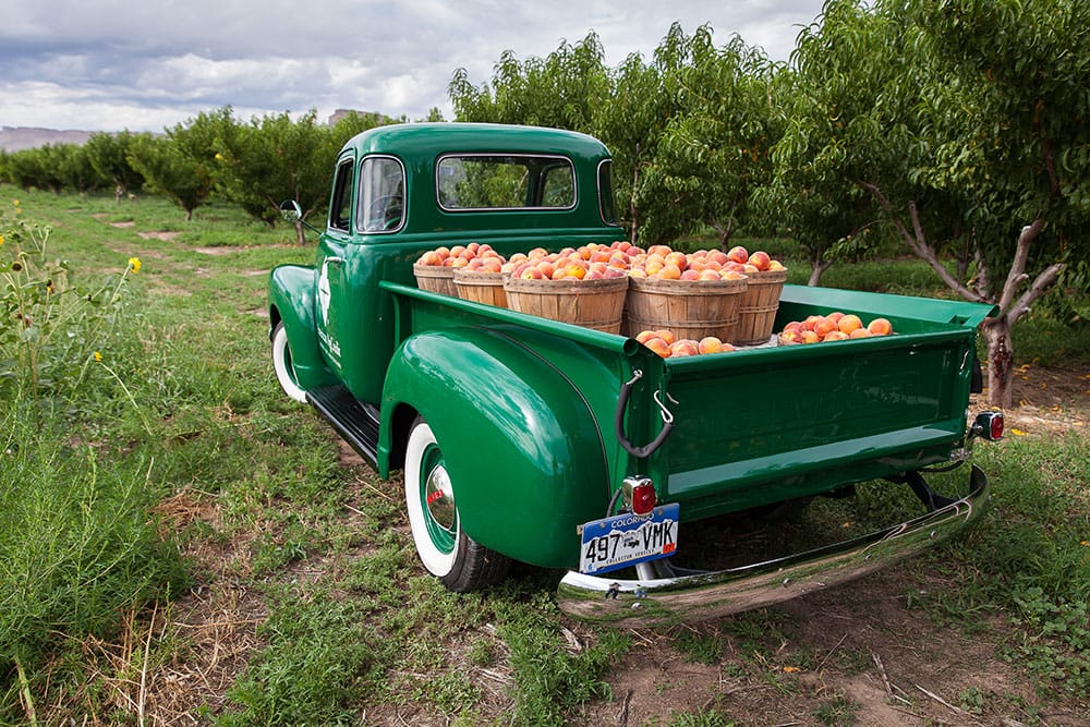 The Palisade Farm Festival