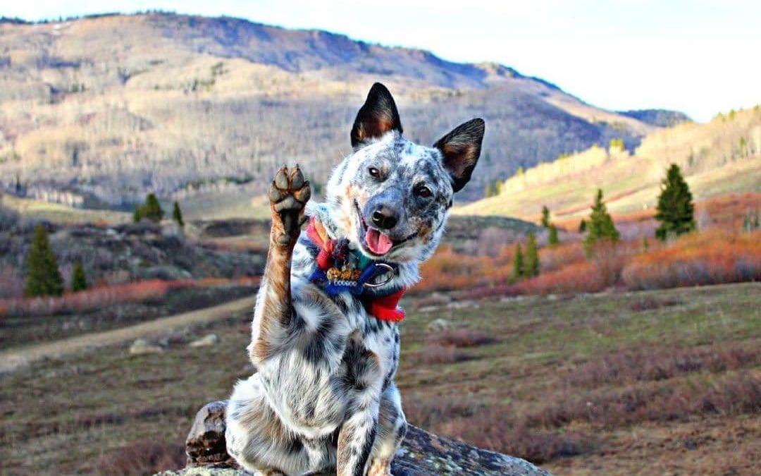 Best Dog-Friendly Hikes Near Grand Junction